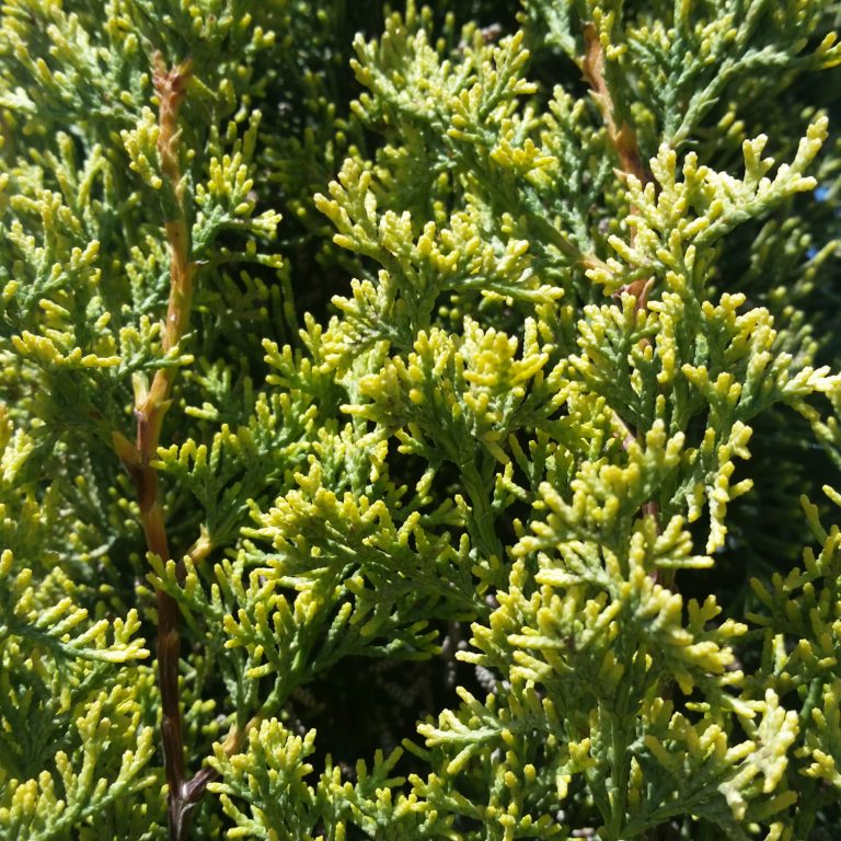 Cupressus sempervirens 'Swane's Golden' - Golden Italian Cypress SOLD ...