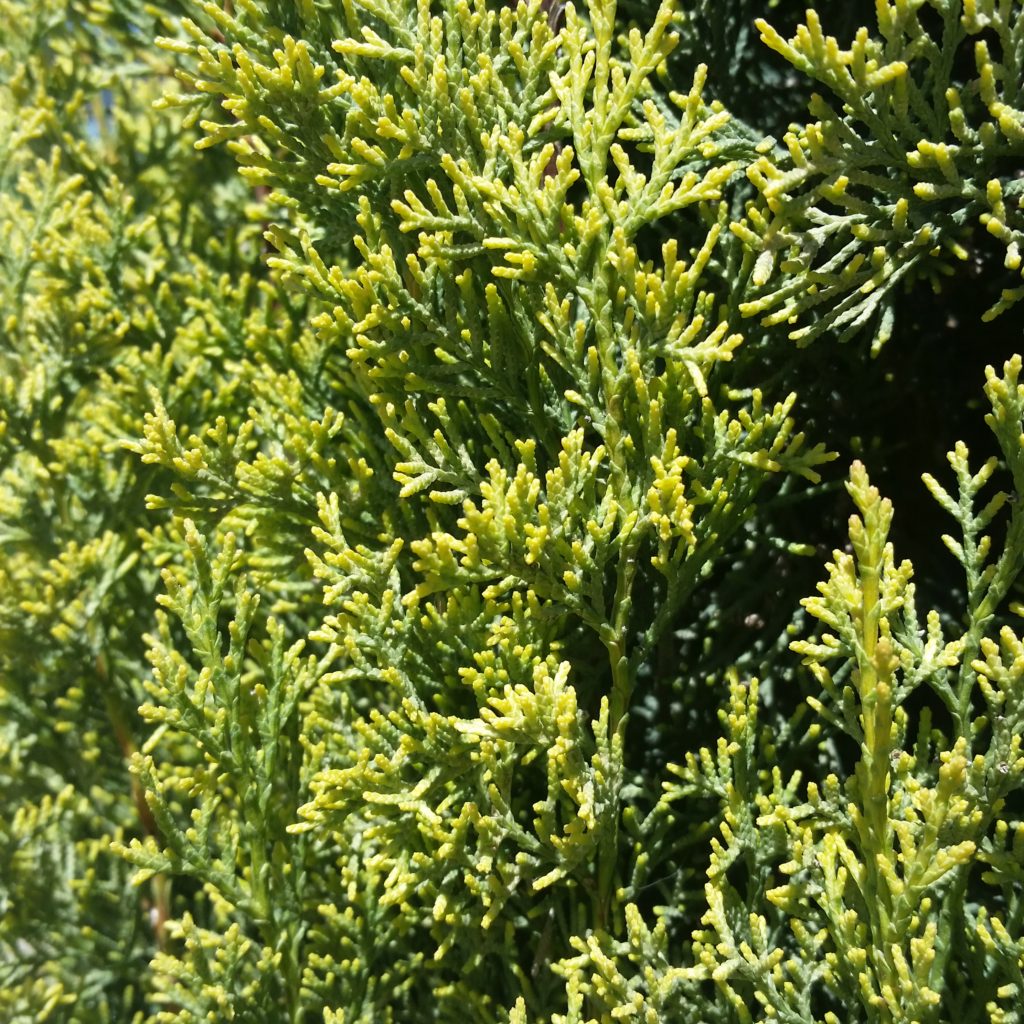 Cupressus sempervirens 'Swane's Golden' - Golden Italian Cypress SOLD ...