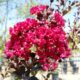 Lagerstroemia indica ‘Whit IX’ Double Feature – Crape Myrtle