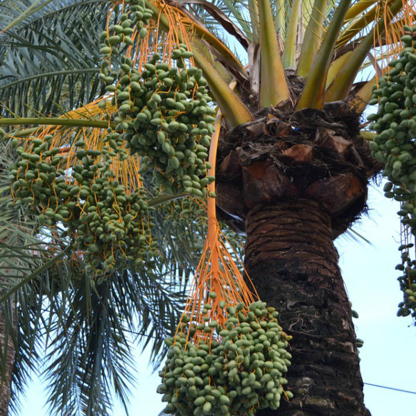 Phoenix dactylifera - Date Palm - Mid Valley Trees