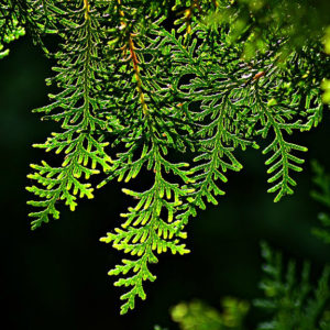 Thuja standishii x plicata 'Green Giant' - Arborvitae SOLD OUT - Mid ...