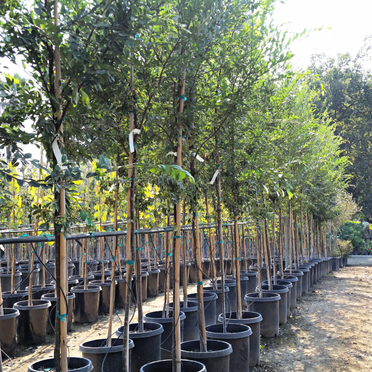 Ulmus parvifolia 'Drake' - Chinese Elm - Mid Valley Trees