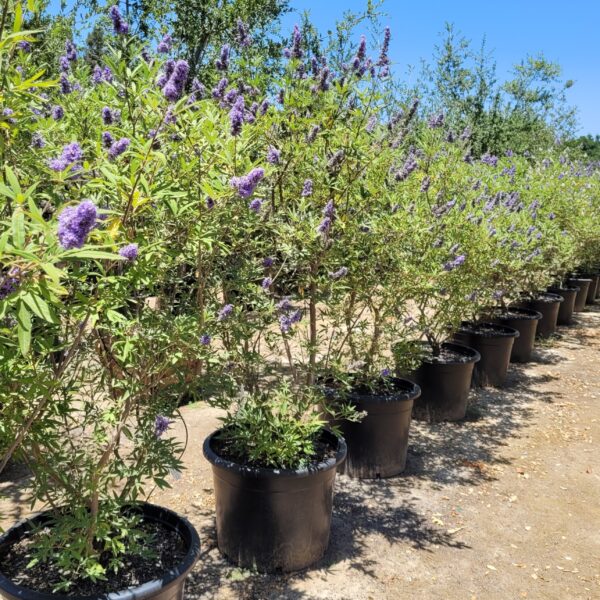 Vitex agnus-castus - Chaste Tree - Image 2