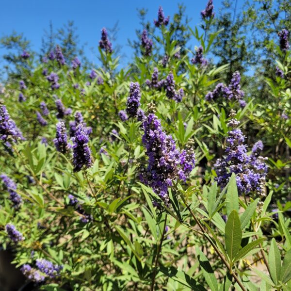 Vitex agnus-castus - Chaste Tree - Image 3