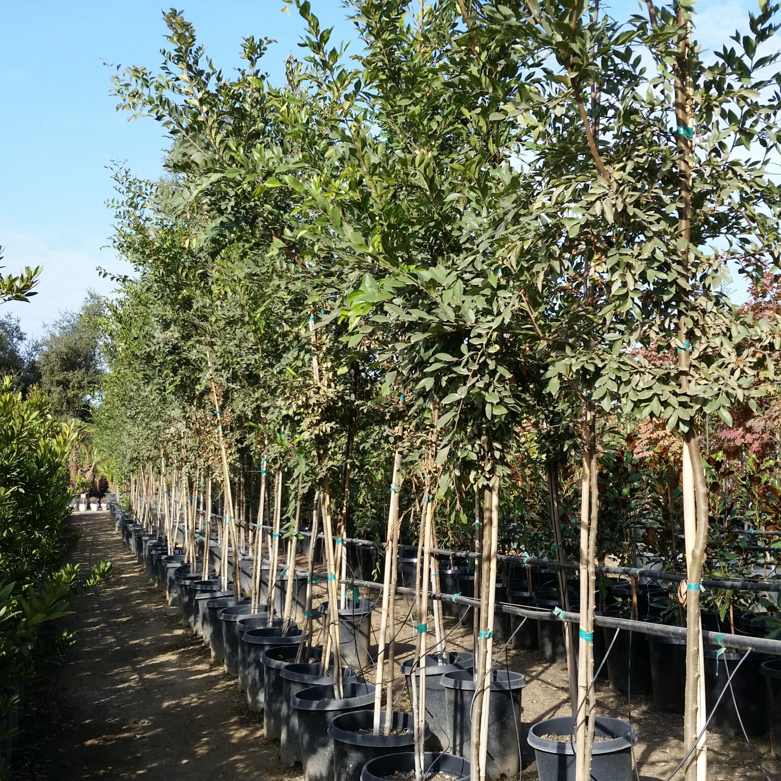 Zelkova serrata - Japanese Zelkova - Mid Valley Trees