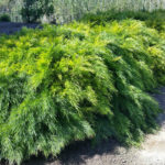 Acacia cognata 'Cousin Itt' - River Wattle - Mid Valley Trees