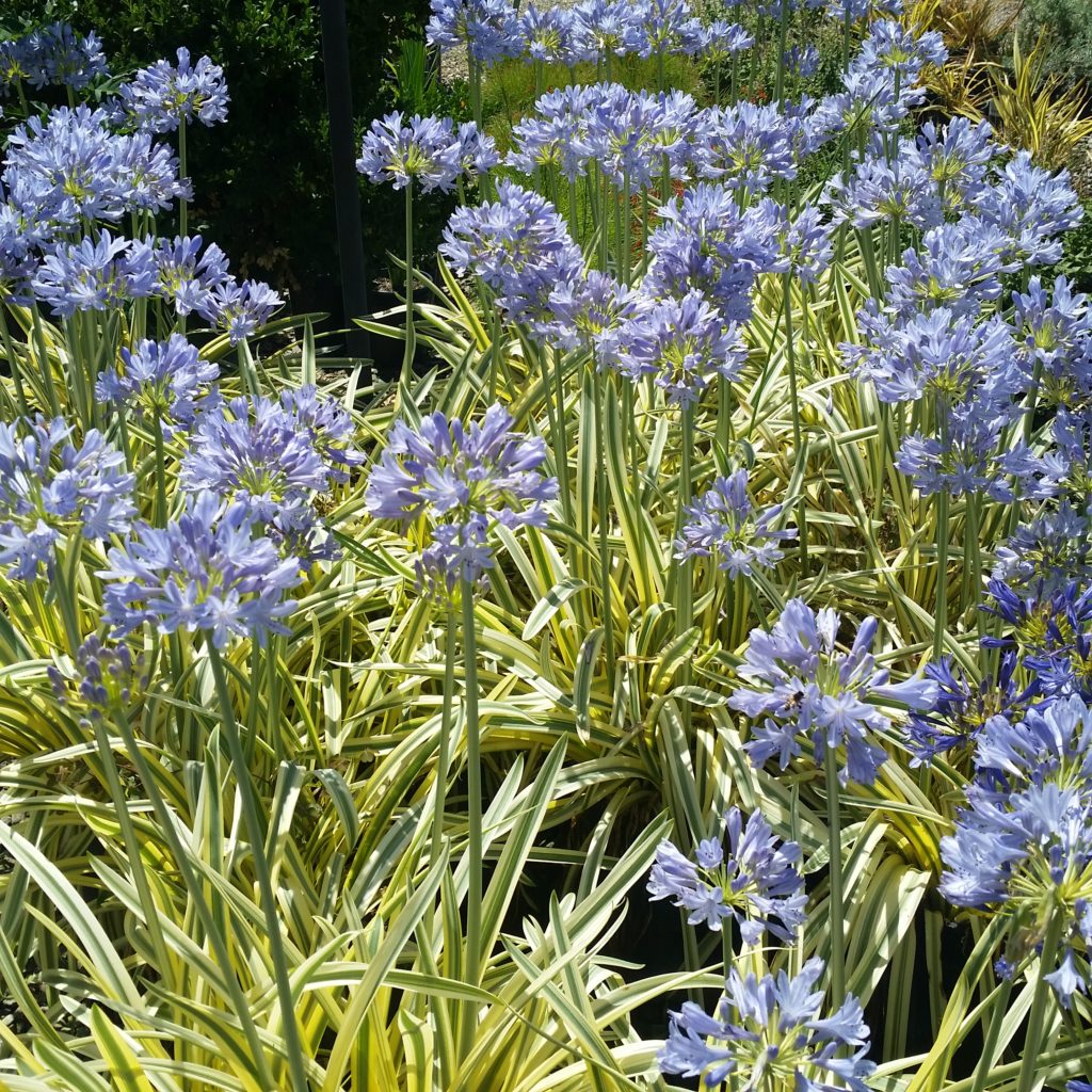 Agapanthus 'Queen of the Nile' - Lily of the Nile - Mid Valley Trees