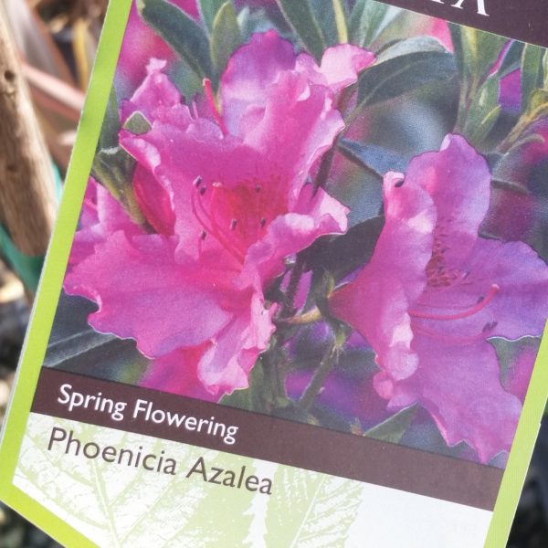 Azalea 'Phoenicia' - Image 2