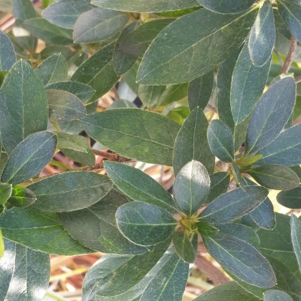 Azalea 'Phoenicia'