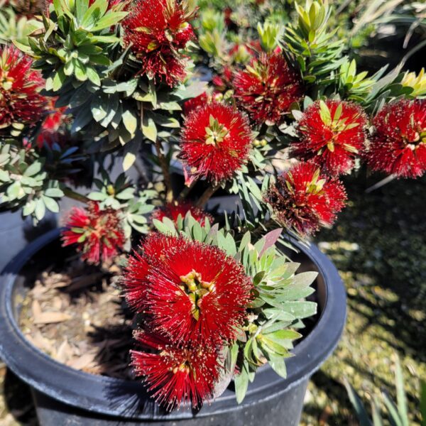Callistemon citrinus 'Little John' - Dwarf Bottlebrush - Image 3