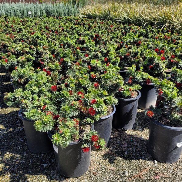 Callistemon citrinus 'Little John' - Dwarf Bottlebrush - Image 2