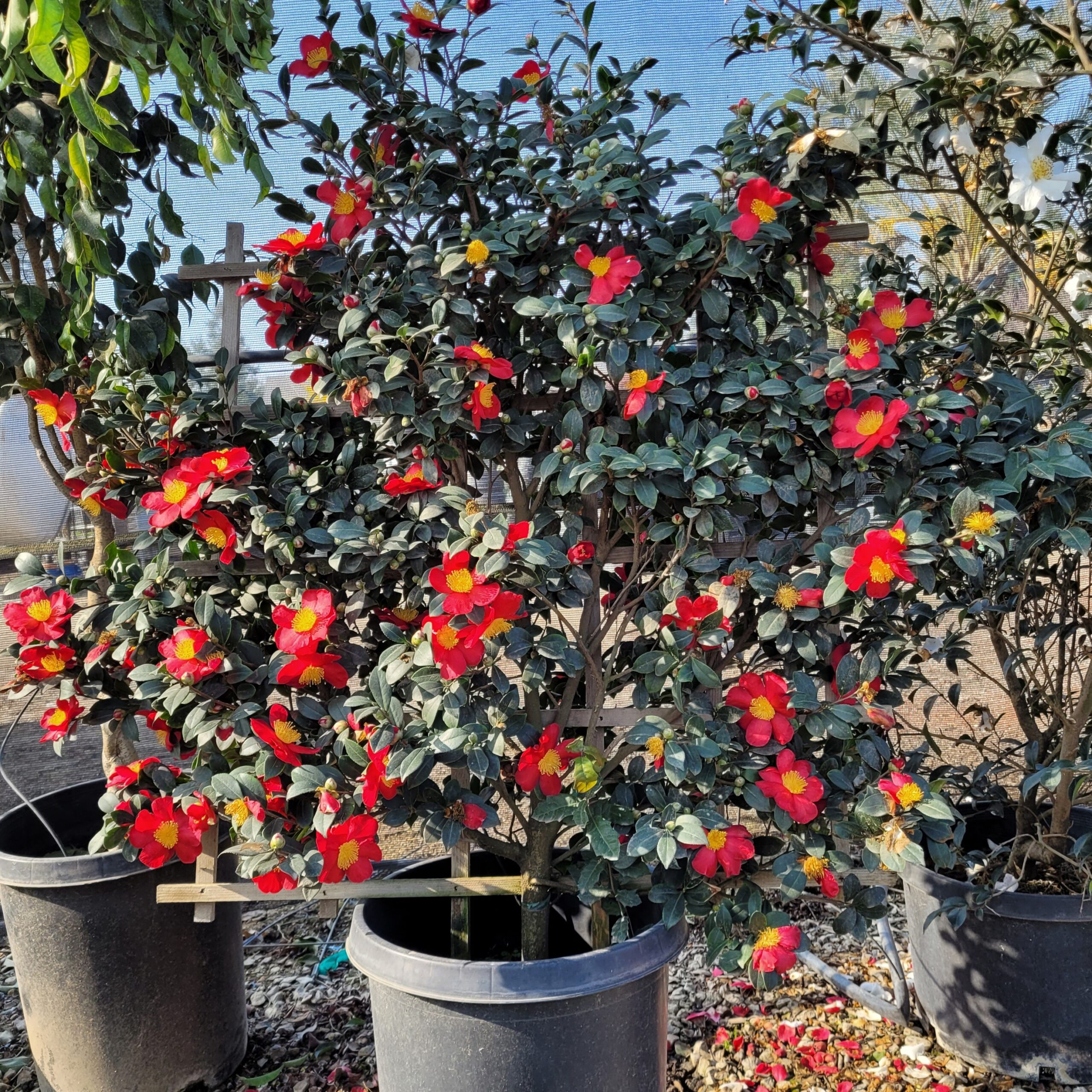 Camellia sasanqua 'Yuletide' - Image 2