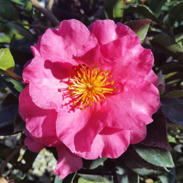 Camellia sasanqua 'Shishi Gashira'