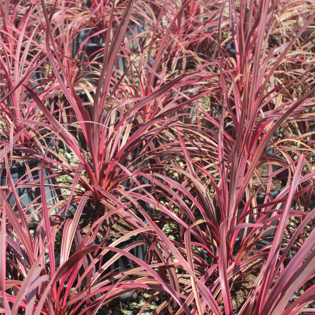 Cordyline 'Salsa' - Mid Valley Trees