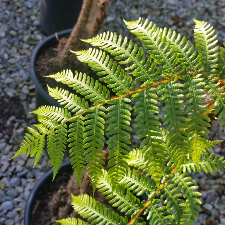 Cyathea australis - Australian Tree Fern - Mid Valley Trees