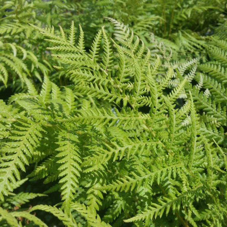 Dicksonia antarctica - Tasmanian Tree Fern - Mid Valley Trees