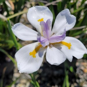Dietes iridioides - African Iris