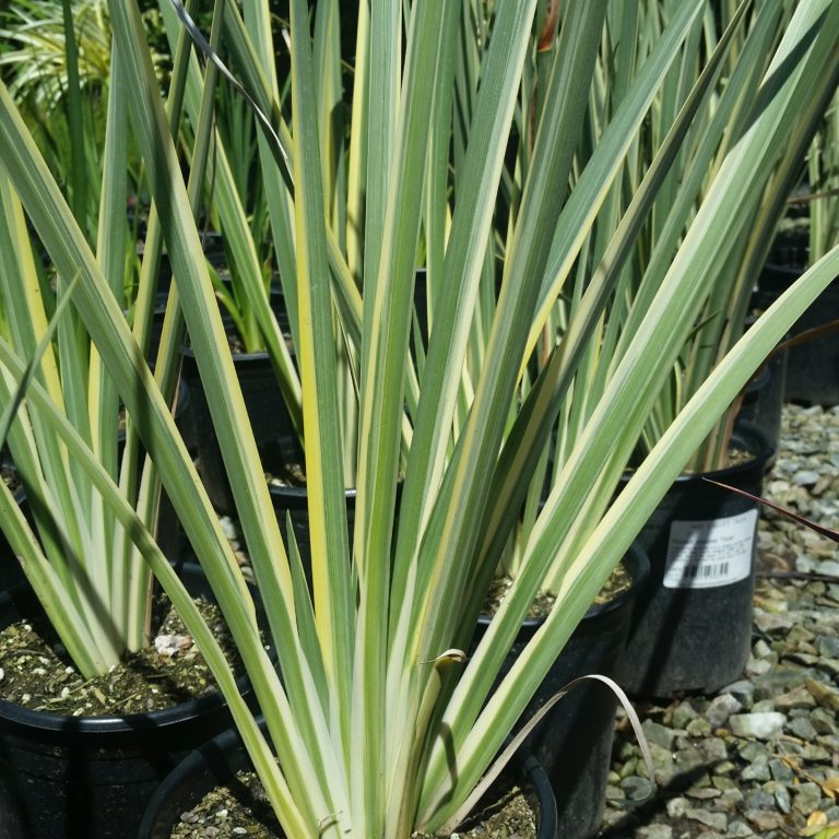 Dietes bicolor 'Variegata' - Striped Fortnight Lily - Mid Valley Trees