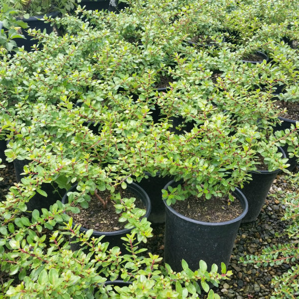 Escallonia 'Compakta'