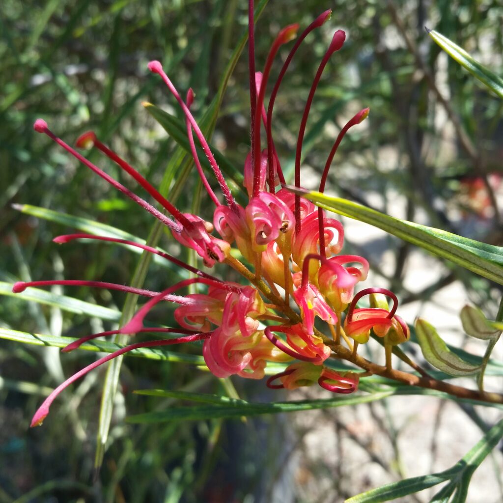 Grevillea 'Firesprite' - Mid Valley Trees