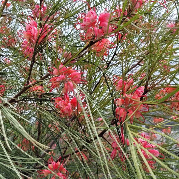Grevillea 'Long John' - Image 2