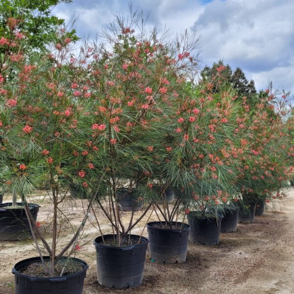 Grevillea 'Long John'