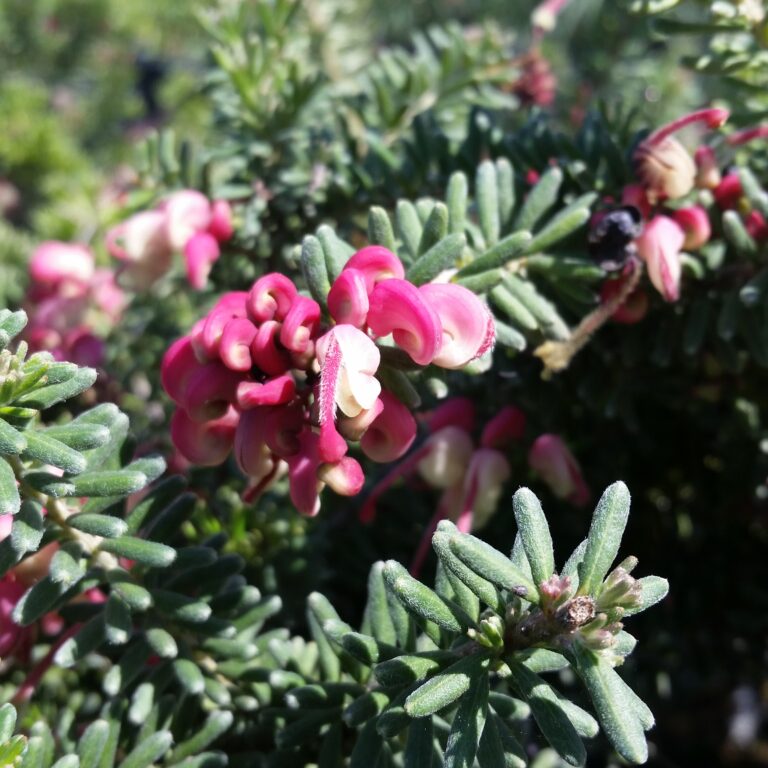 Grevillea lanigera 'Mt Tamboritha' - Woolly Grevillea - Mid Valley Trees