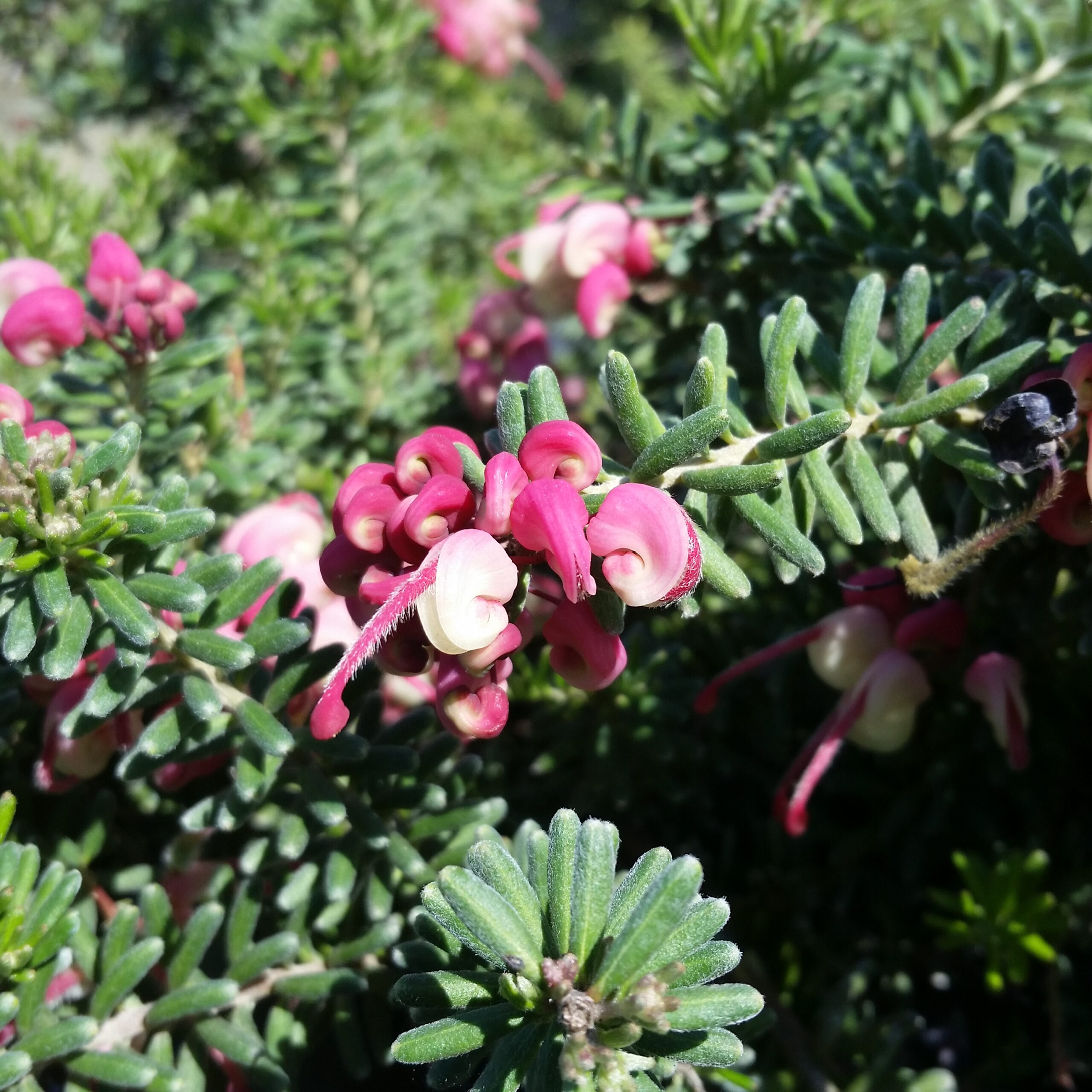 Grevillea lanigera 'Mt Tamboritha' - Woolly Grevillea - Mid Valley Trees