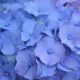 Hydrangea macrophylla ‘Nikko Blue’ – Bigleaf Hydrangea SOLD OUT
