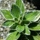 Hydrangea macrophylla ‘Variegata’ – Variegated Lacecap Hydrangea SOLD OUT