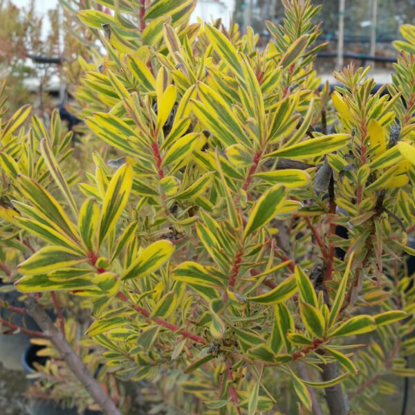 Leucadendron salignum 'Jester' - Conebush - Image 2