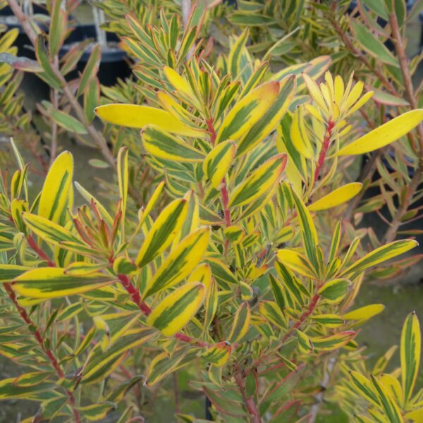 Leucadendron salignum 'Jester' - Conebush