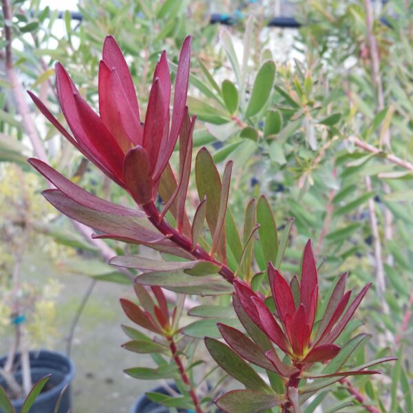 Leucadendron salignum 'Safari Sunset' - Conebush