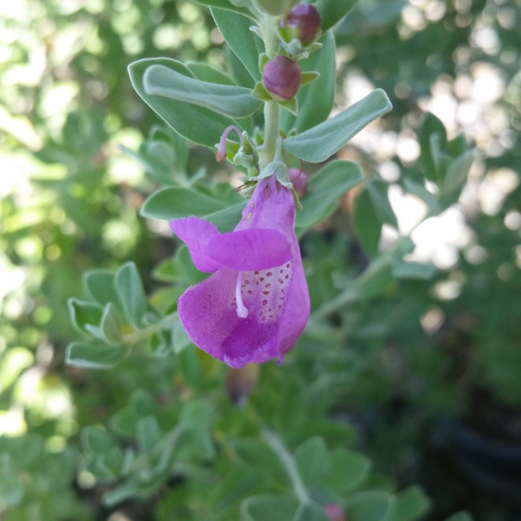 Leucophyllum frutescens 'Green Cloud' - Texas Sage - Mid Valley Trees