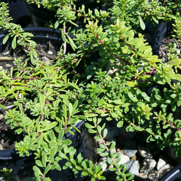 Myoporum parvifolium 'Pink' - Australian Racer - Mid Valley Trees