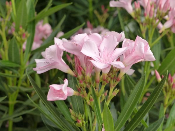 Nerium oleander 'Pink' - Oleander