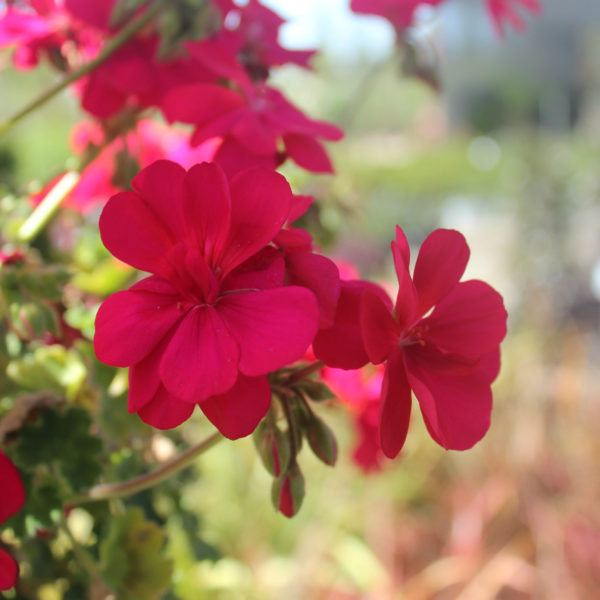 Pelargonium 'Red' Geranium - Image 2