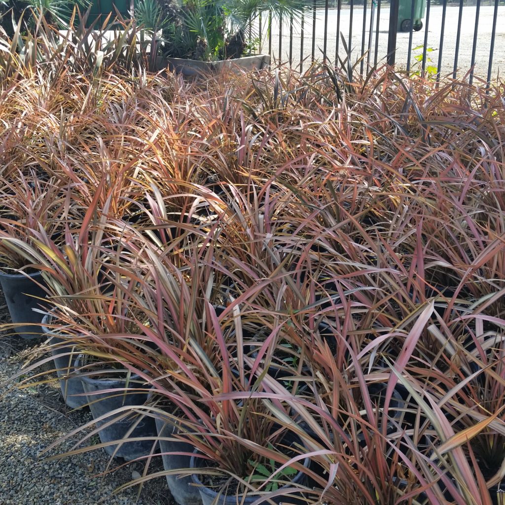 Phormium 'Rainbow Warrior' - New Zealand Flax - Mid Valley Trees