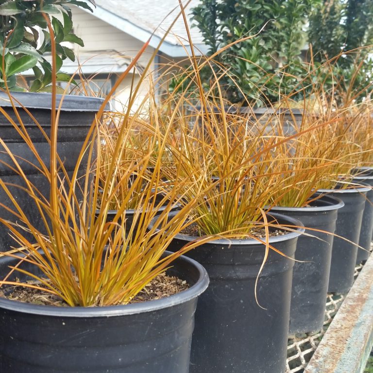 Carex testacea - New Zealand Orange Sedge - Mid Valley Trees