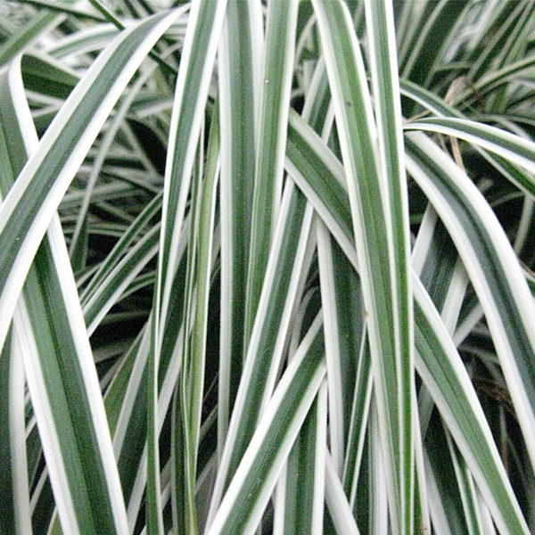 Carex oshimensis EverColor® 'Everest' - Carex - Image 2