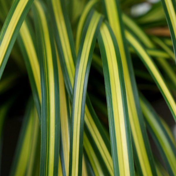 Carex oshimensis EverColor® ‘Eversheen’ - Carex - Image 2