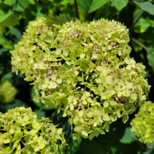 Hydrangea arborescens 'Lime Rickey' - Smooth Hydrangea