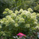 Hydrangea paniculata ‘Little Lime®’ – Panicle Hydrangea