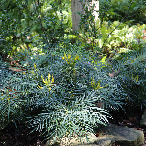 Mahonia 'Soft Caress' - Oregon Grape Holly - Image 3