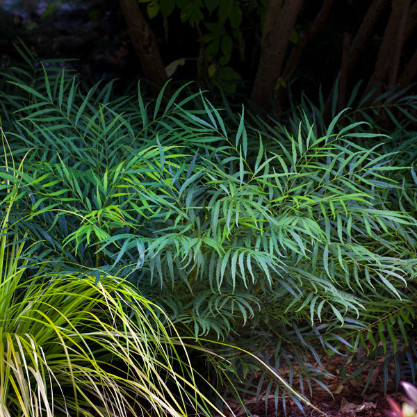 Mahonia 'Soft Caress' - Oregon Grape Holly - Image 4