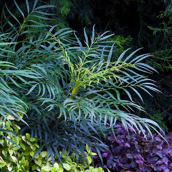 Mahonia 'Soft Caress' - Oregon Grape Holly