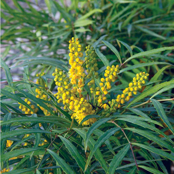 Mahonia 'Soft Caress' - Oregon Grape Holly - Image 2