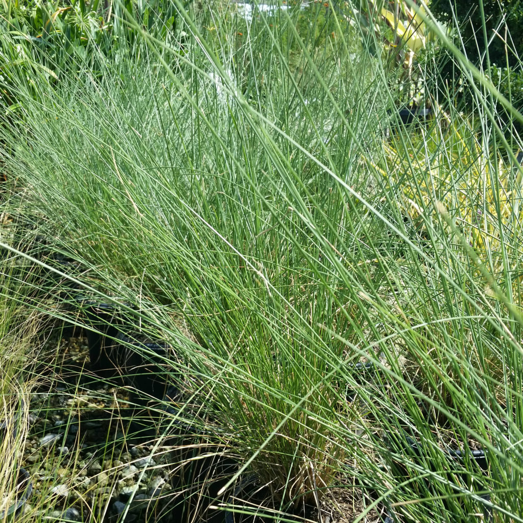 Muhlenbergia capillaris 'Lenca' - Muhly Grass - Mid Valley Trees