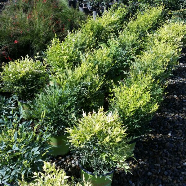 Nandina 'Lemon Lime' - Heavenly Bamboo - Image 2