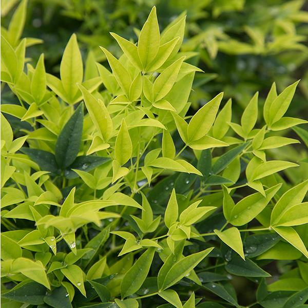 Nandina 'Lemon Lime' - Heavenly Bamboo